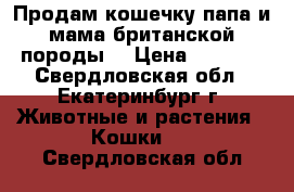 Продам кошечку папа и мама британской породы. › Цена ­ 3 000 - Свердловская обл., Екатеринбург г. Животные и растения » Кошки   . Свердловская обл.